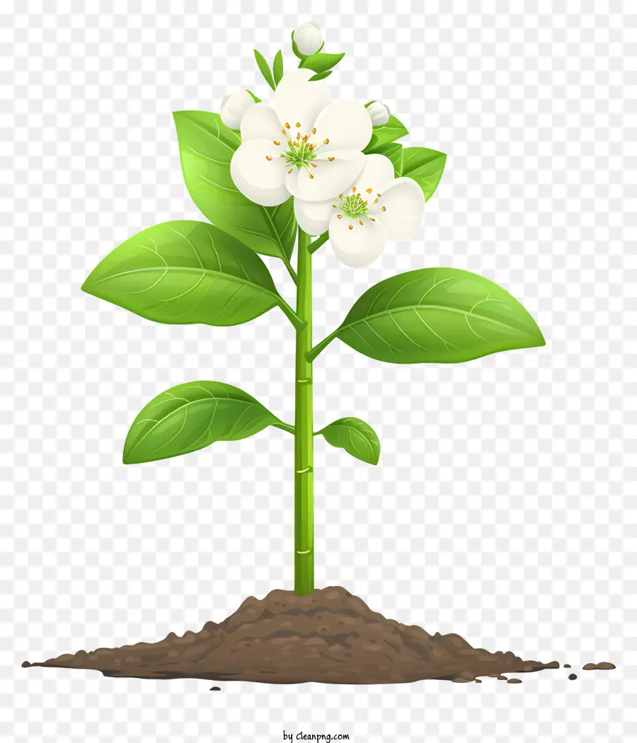 Plantar Um Dia De Flor，Flor PNG