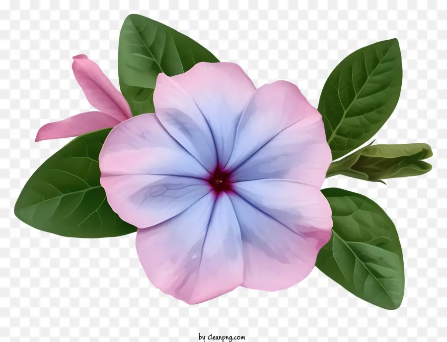 Flor Elegante De Pervinca，Flor PNG