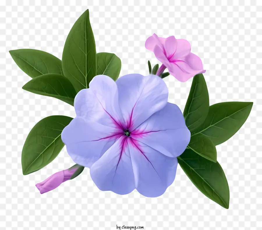 Flor Elegante De Pervinca，Flor Azul E Rosa PNG