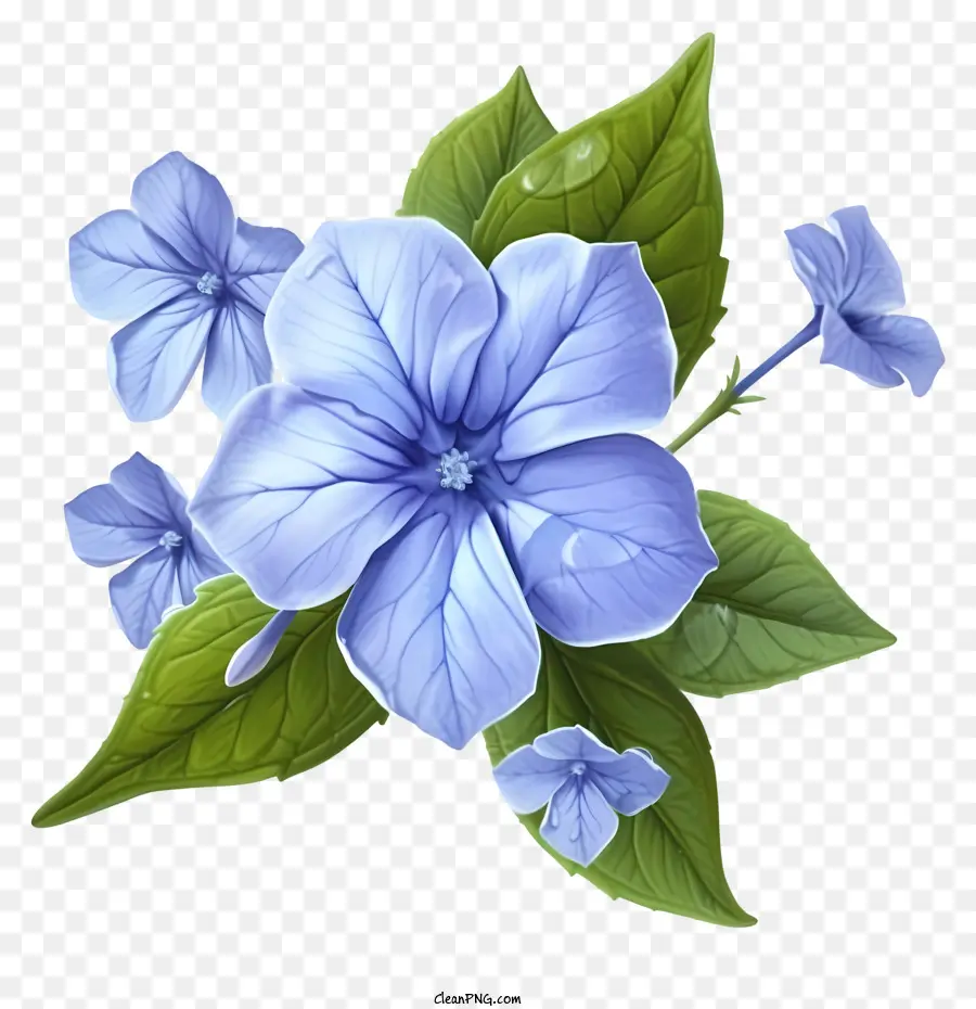 Flor Elegante De Pervinca，Flor Azul PNG