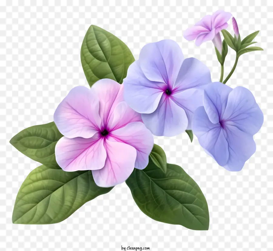 Flor Elegante De Pervinca，Flores De Pansy PNG