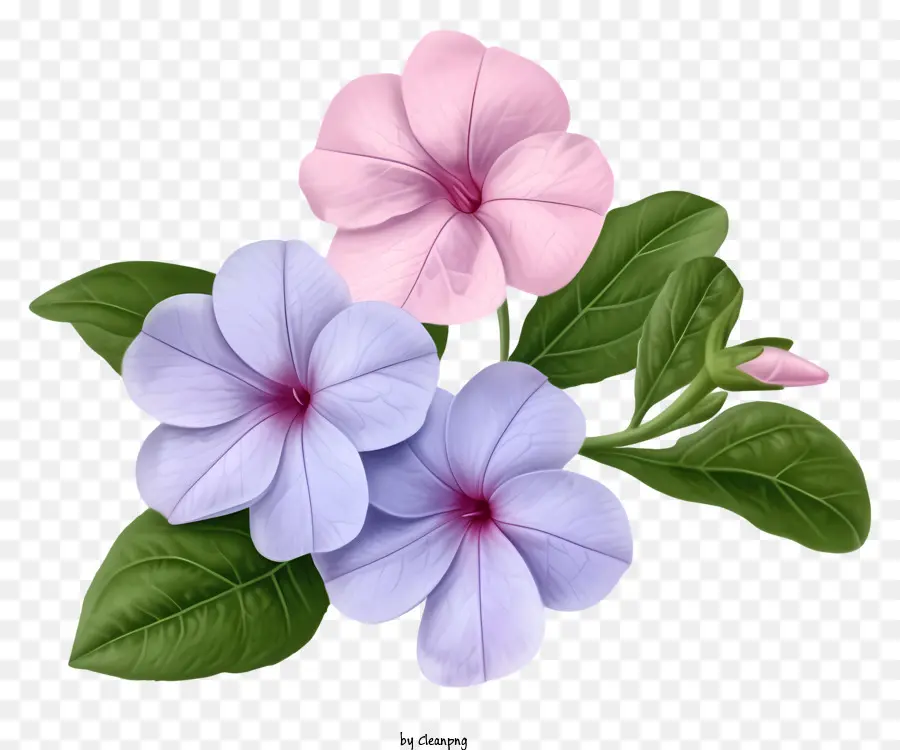 Flor Elegante De Pervinca，Bouquet Of Flowers PNG