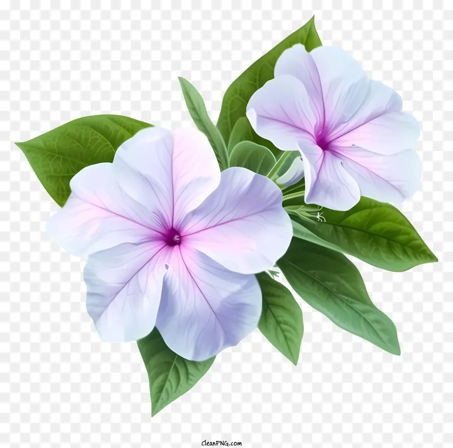 Flor Elegante De Pervinca，Flores Brancas PNG