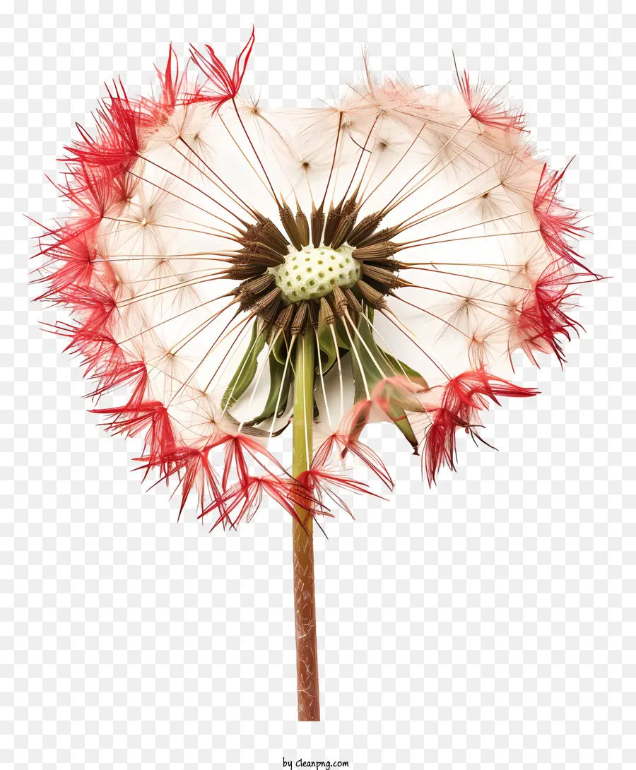 Coração Dandelion，Flor Dente De Leão PNG