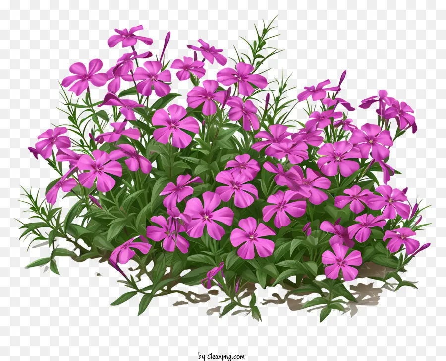 Canteiro De Flores Flox，Flores Cor De Rosa PNG