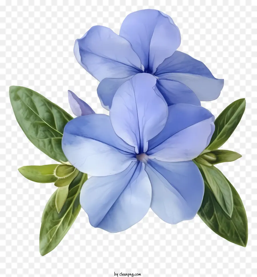 Flor Elegante De Pervinca，Flor Azul PNG
