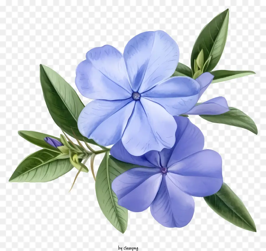 Flor Elegante De Pervinca，Flores Azuis PNG
