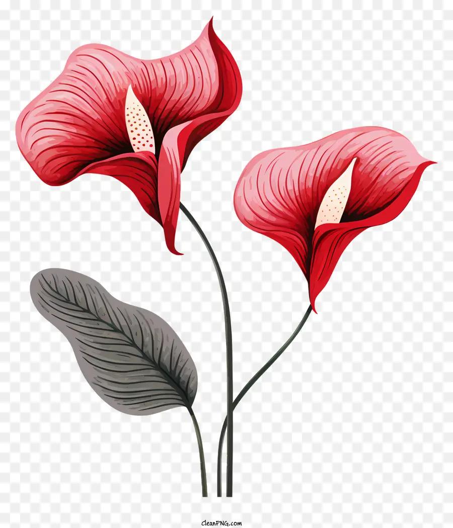Flores De Anturium，Lírios Vermelhos De Calla PNG