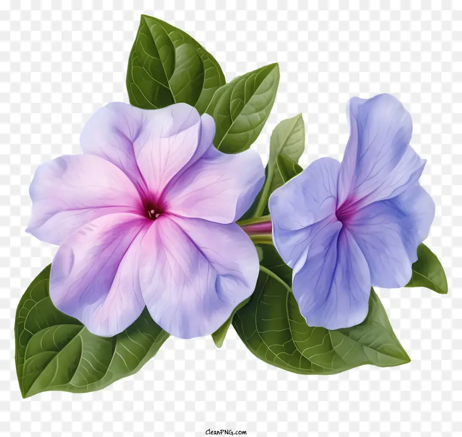 Flor Elegante De Pervinca，Flores PNG