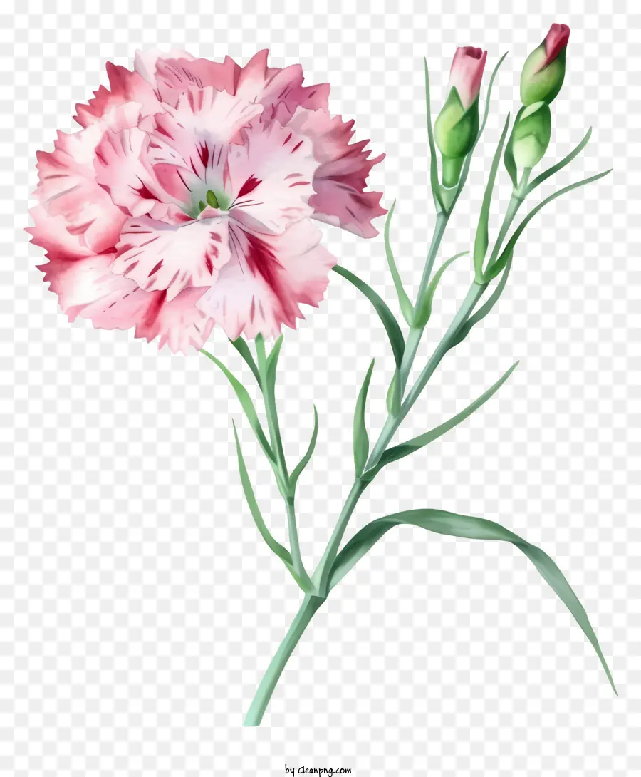 Flor De Dianthus Elegante E Elegante，Cravo Rosa PNG