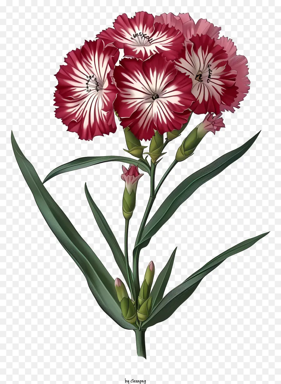 Ilustrações Detalhadas，Flor Elegante De Dianthus PNG