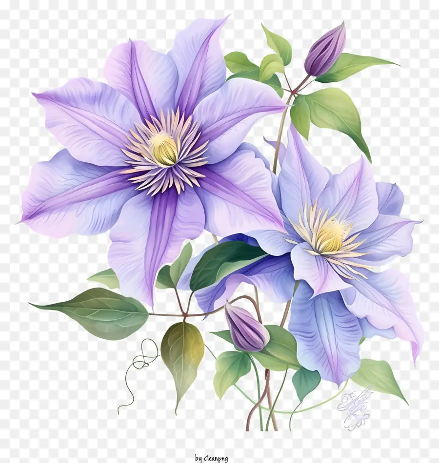 Elegante Clematis Flower Vector Draw Design，Clematis Roxo PNG