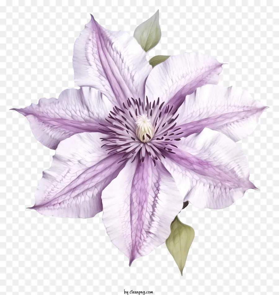 Flor De Clematis Elegante Desenhada à Mão，Flor Roxa PNG