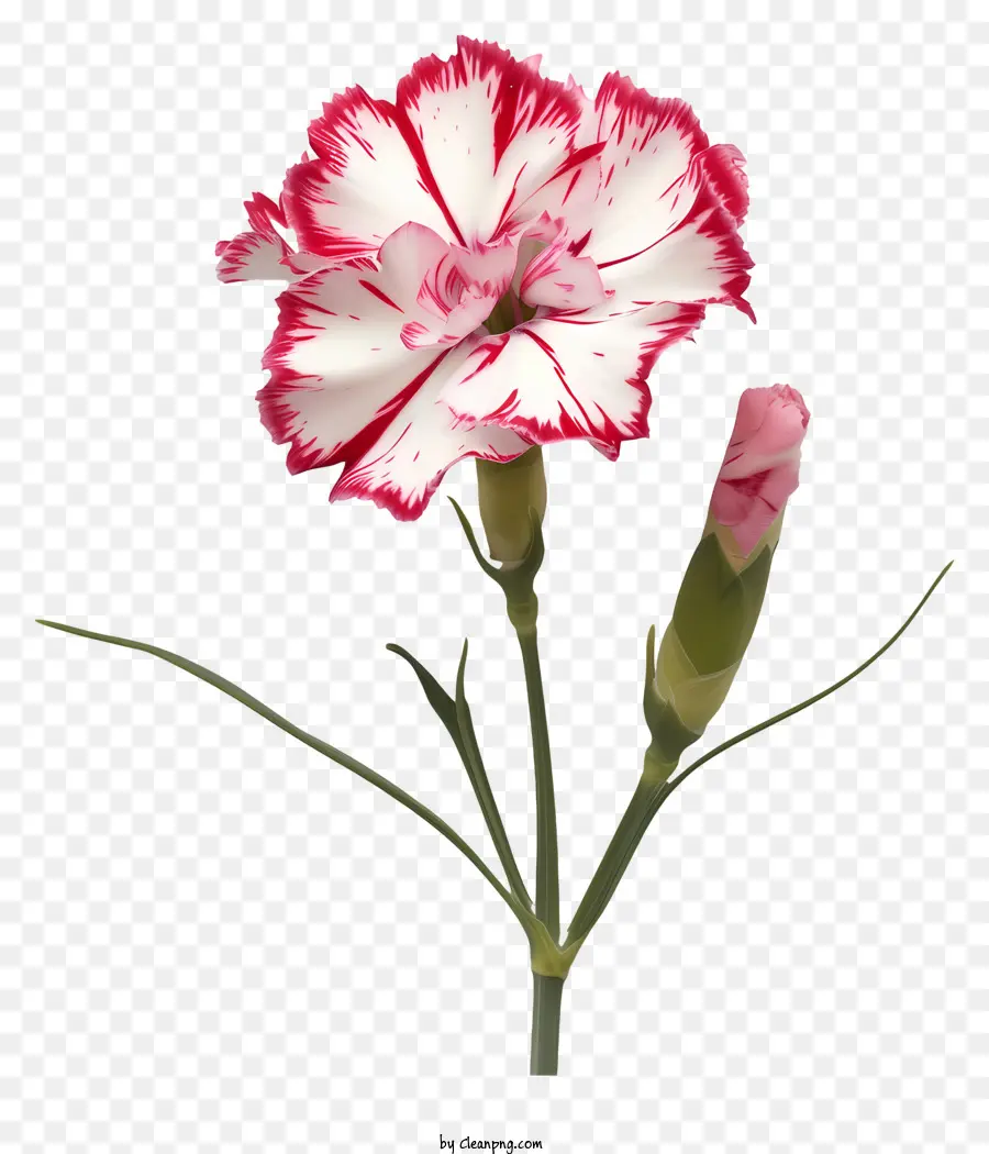 Flor De Dianthus，Flor Vermelha E Branca PNG