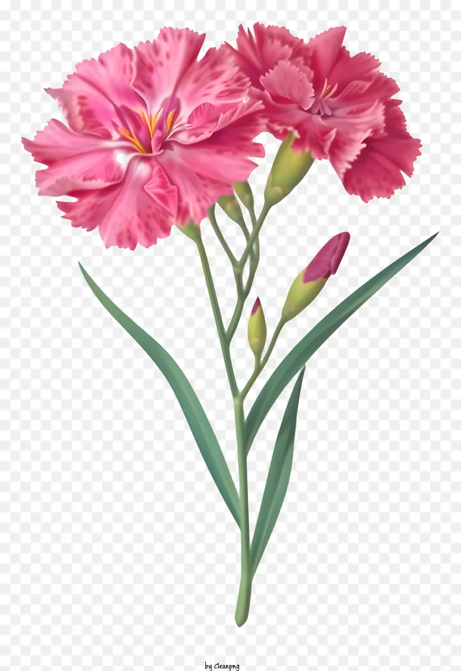 Flor Plana E Elegante De Dianthus，Cravo PNG