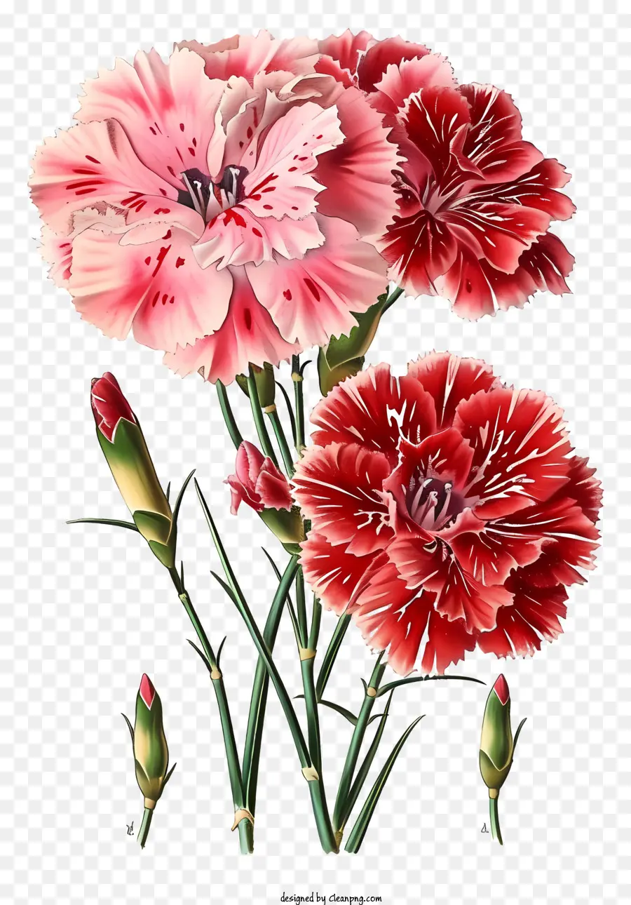 Flor De Dianthus Elegante E Elegante，Cravos Vermelhos PNG