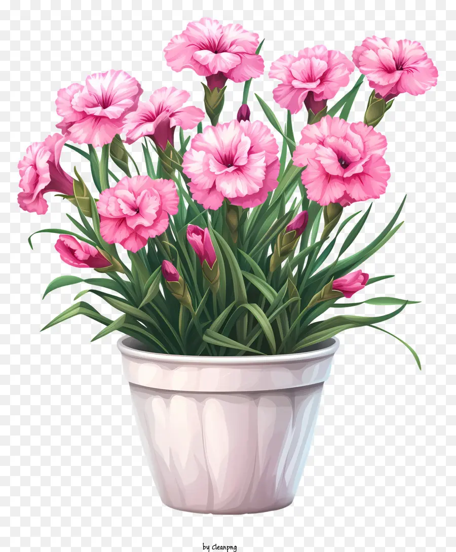 Flor De Dianthus，Cravo Rosa PNG