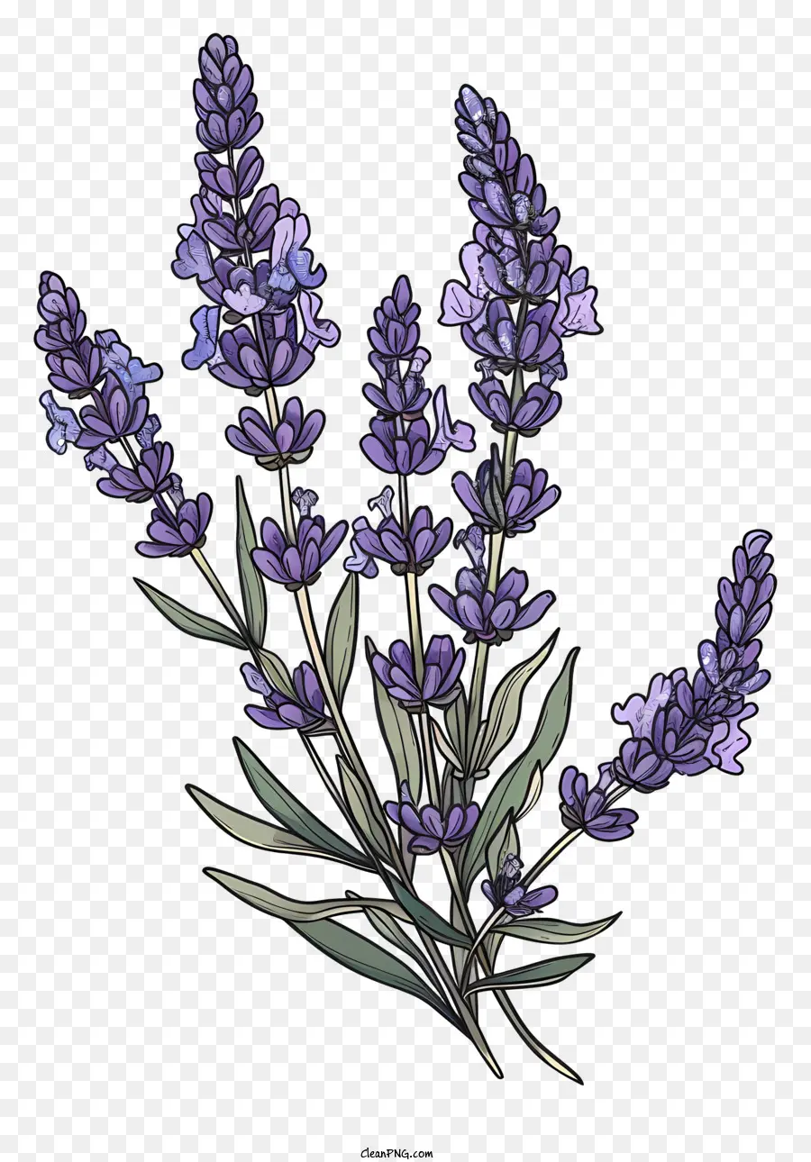 Lavanda，Flores De Lavanda PNG