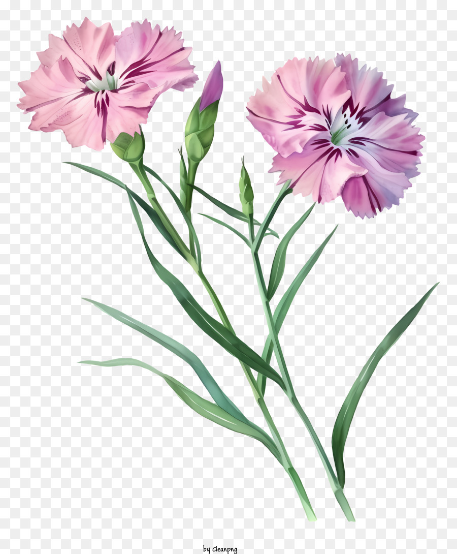 Ilustrações Detalhadas, Flor Elegante De Dianthus, Cravos Cor De Rosa ...