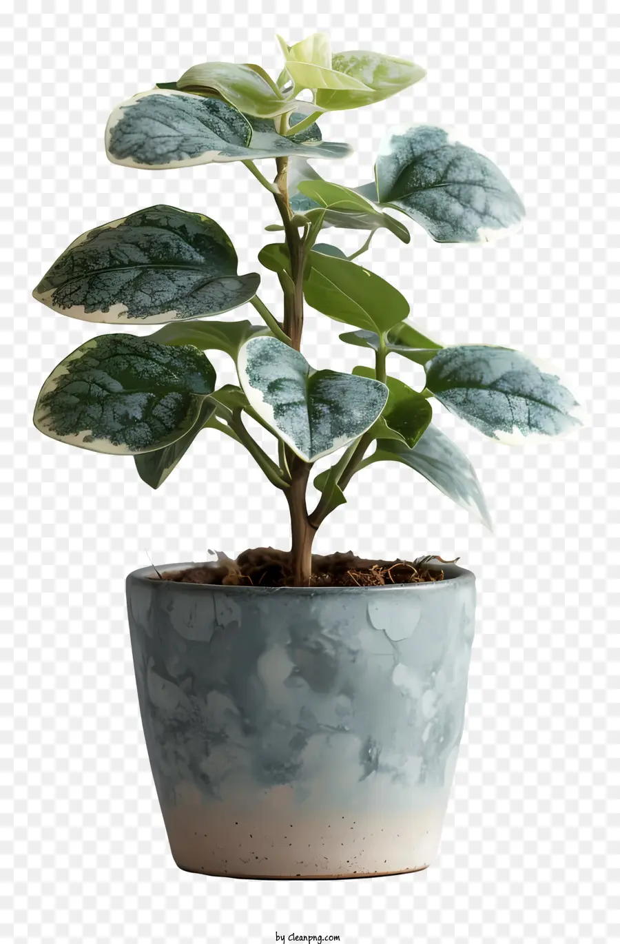 Planta，Planta De Vaso PNG