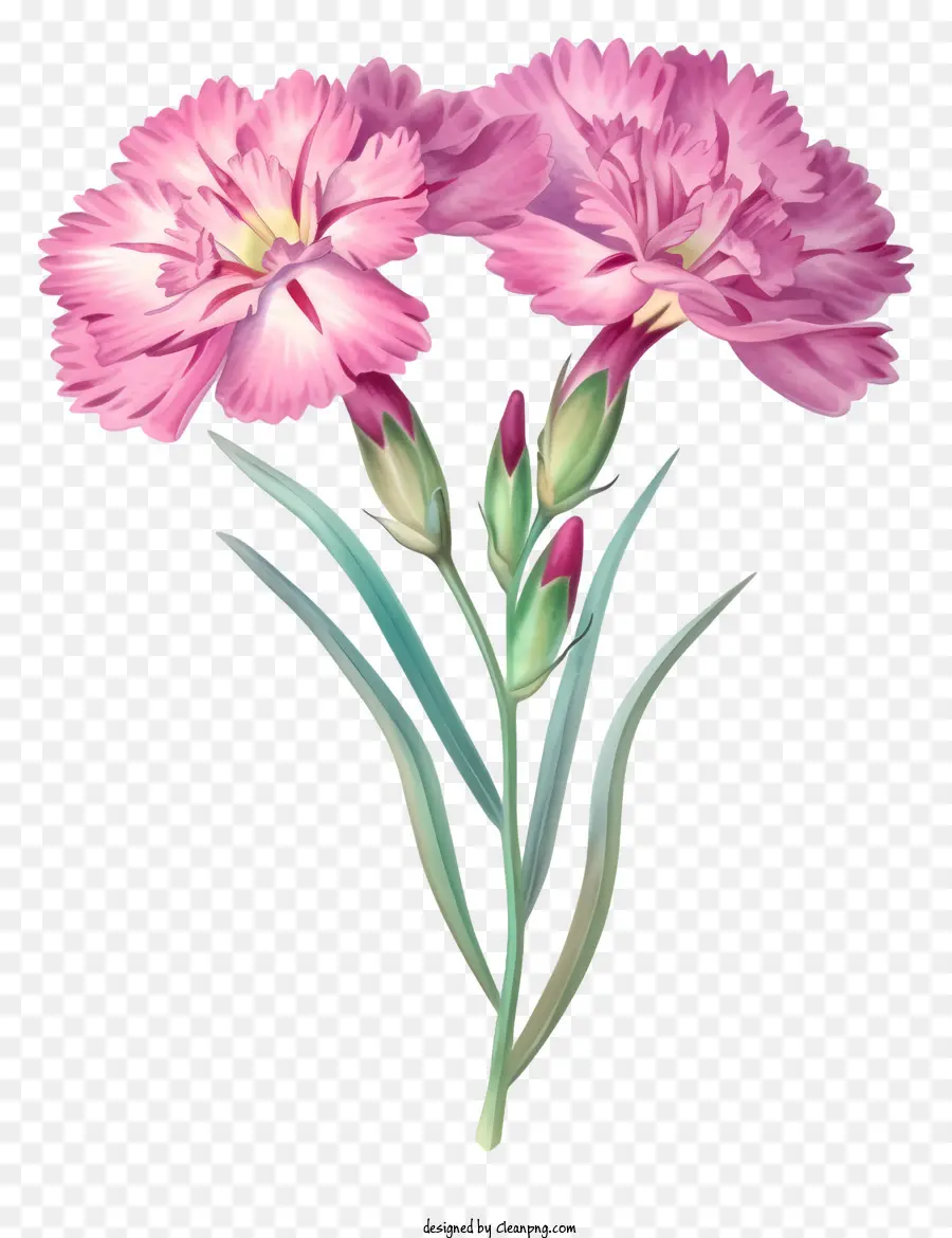 Design De Draw De Vetor De Flor De Flor Dianthus Elegante，Flor Rosa PNG