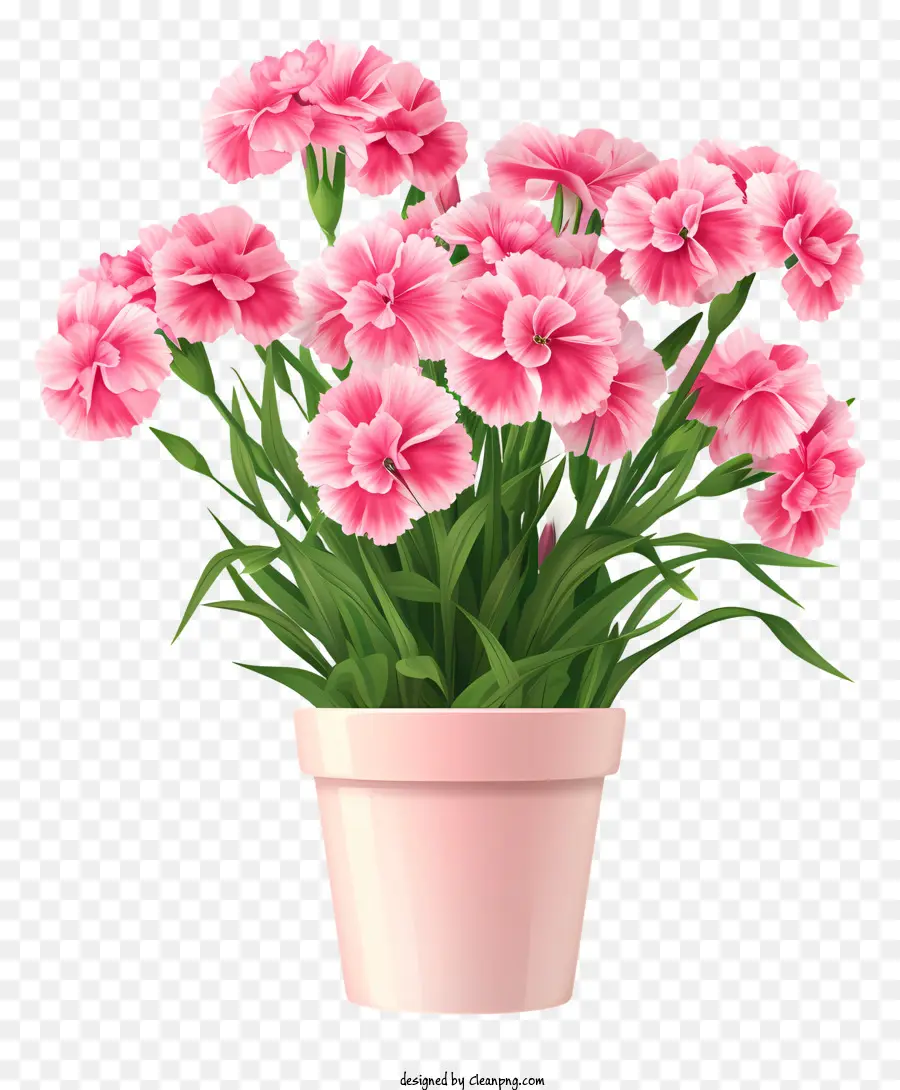 Flor De Dianthus，Vaso De Flores Rosa PNG