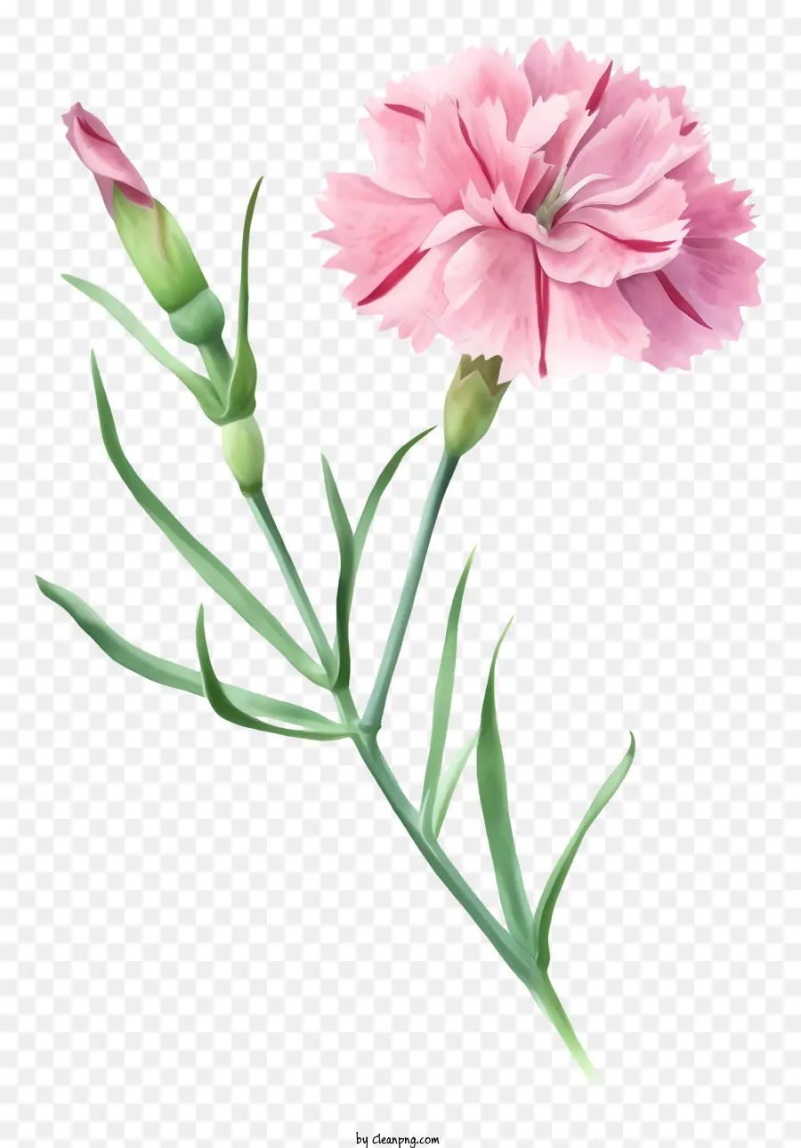Flor De Dianthus Elegante E Elegante，Flor Rosa PNG