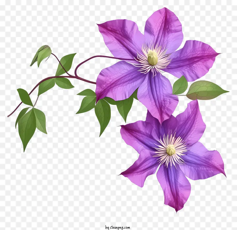 Cartoon Elegante Clematis Flor，Flor Roxa PNG