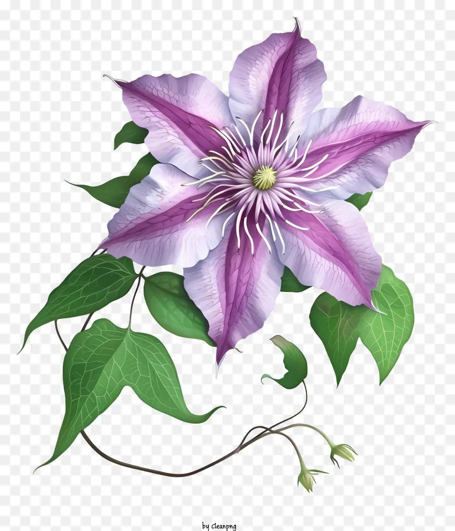 Elegante Flor Clematis，Flor Roxa PNG