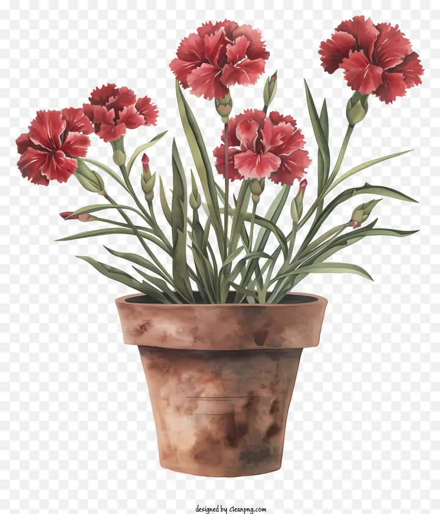 Flor De Dianthus，Desenho PNG