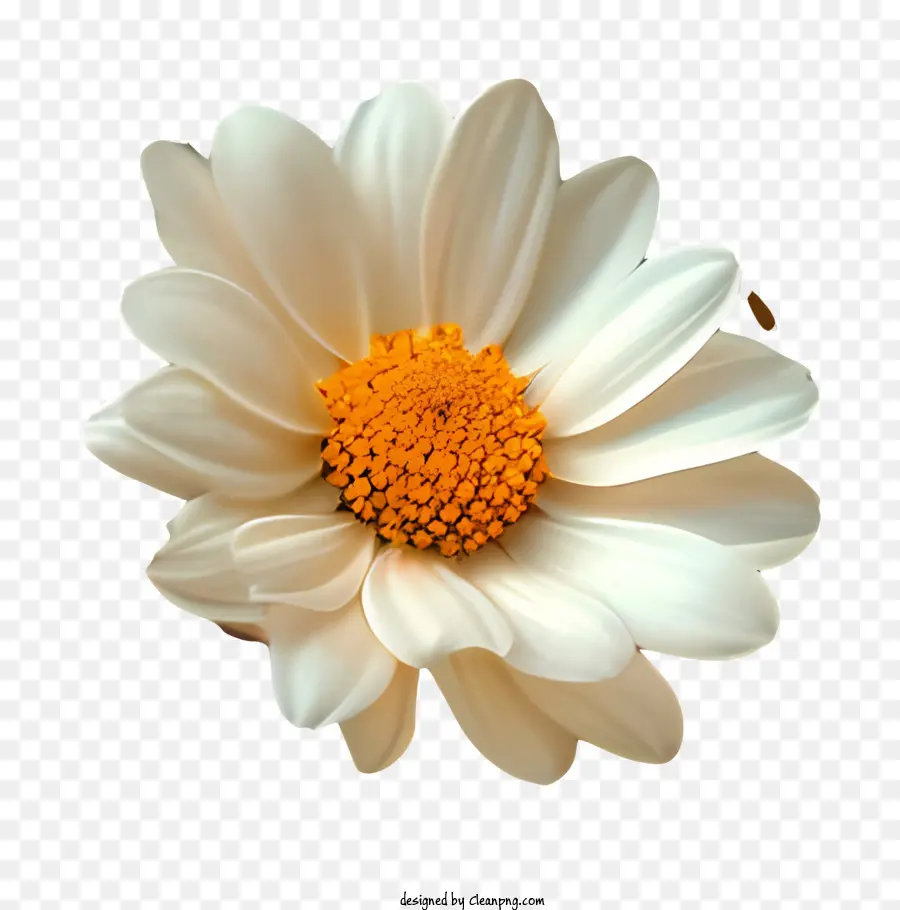 Fundo De Padrão Floral，Margarida Branco PNG