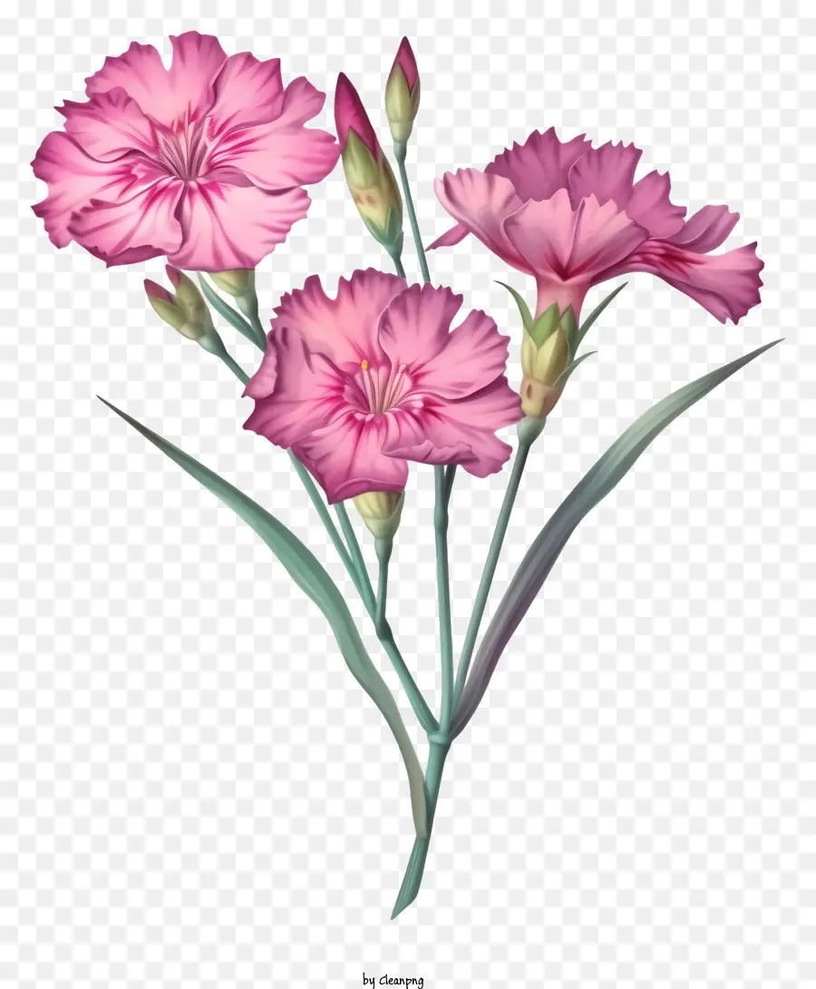 Design De Draw De Vetor De Flor De Floção Elegante De Dianthus，Cravo Rosa PNG