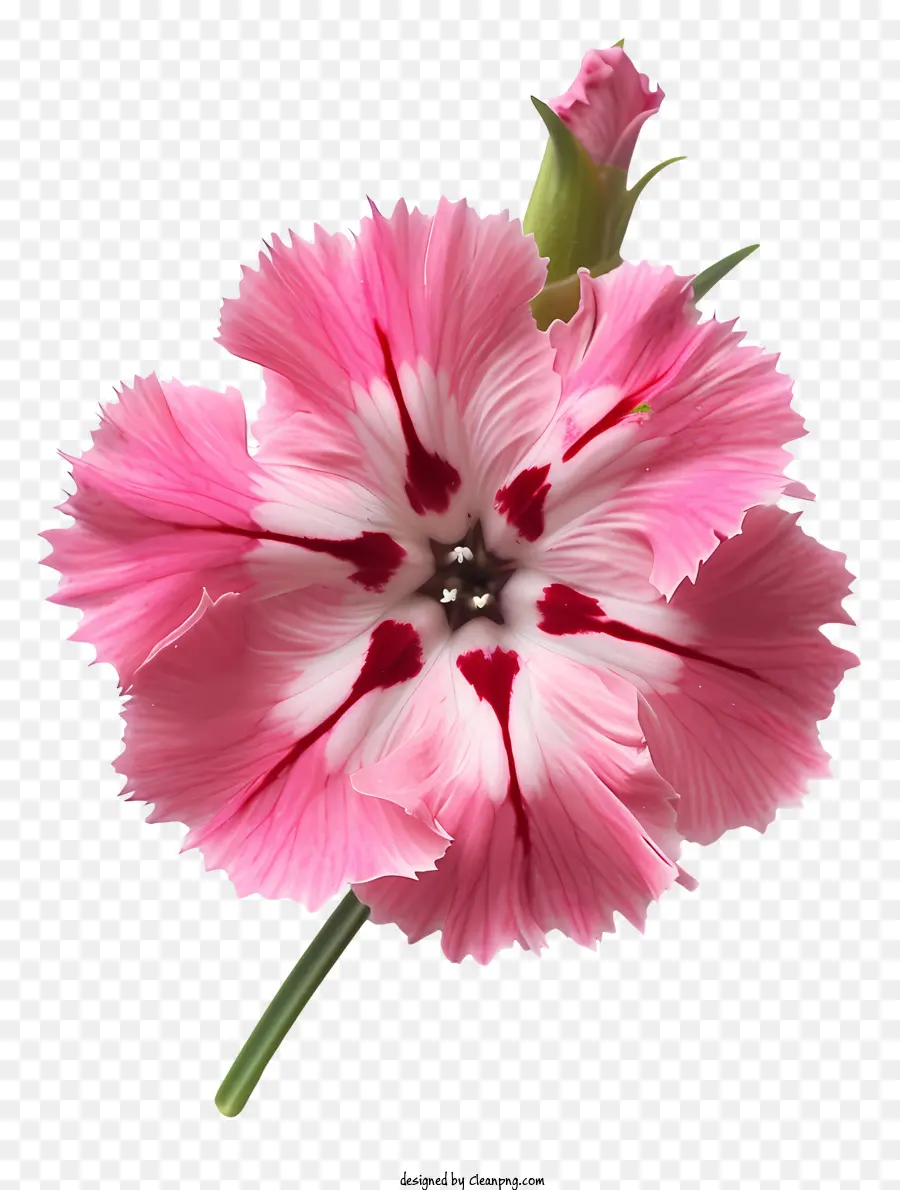 Flor De Dianthus，Flor De Cravo Rosa PNG