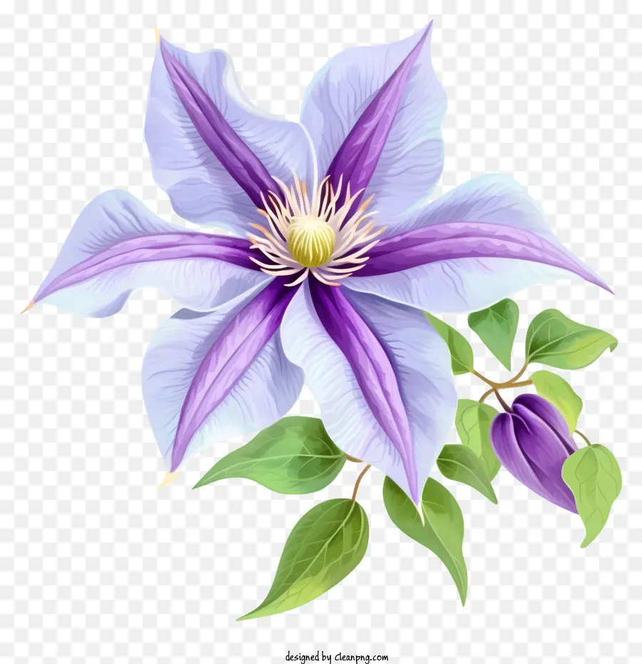 Elegante ícone De Flor Clematis，Flor Roxa PNG