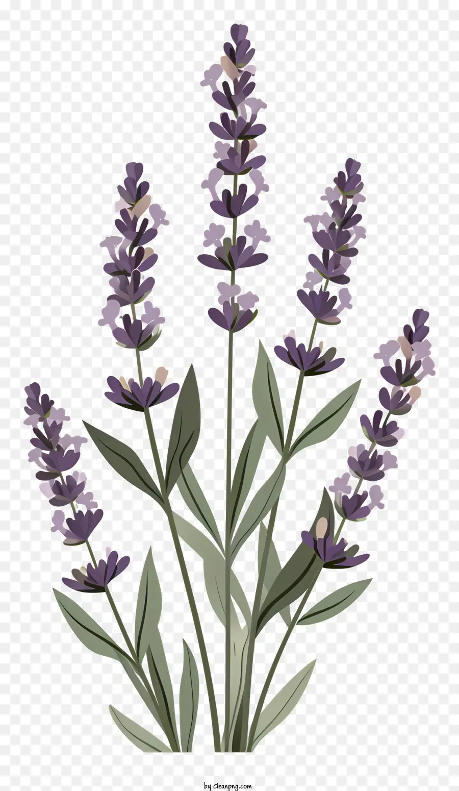 Lavanda，Plantar PNG