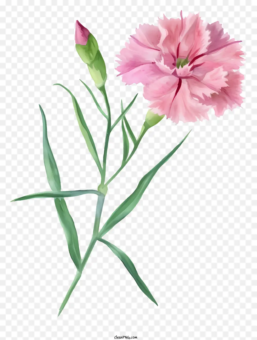 Flor De Dianthus Elegante E Elegante，Flor Rosa PNG