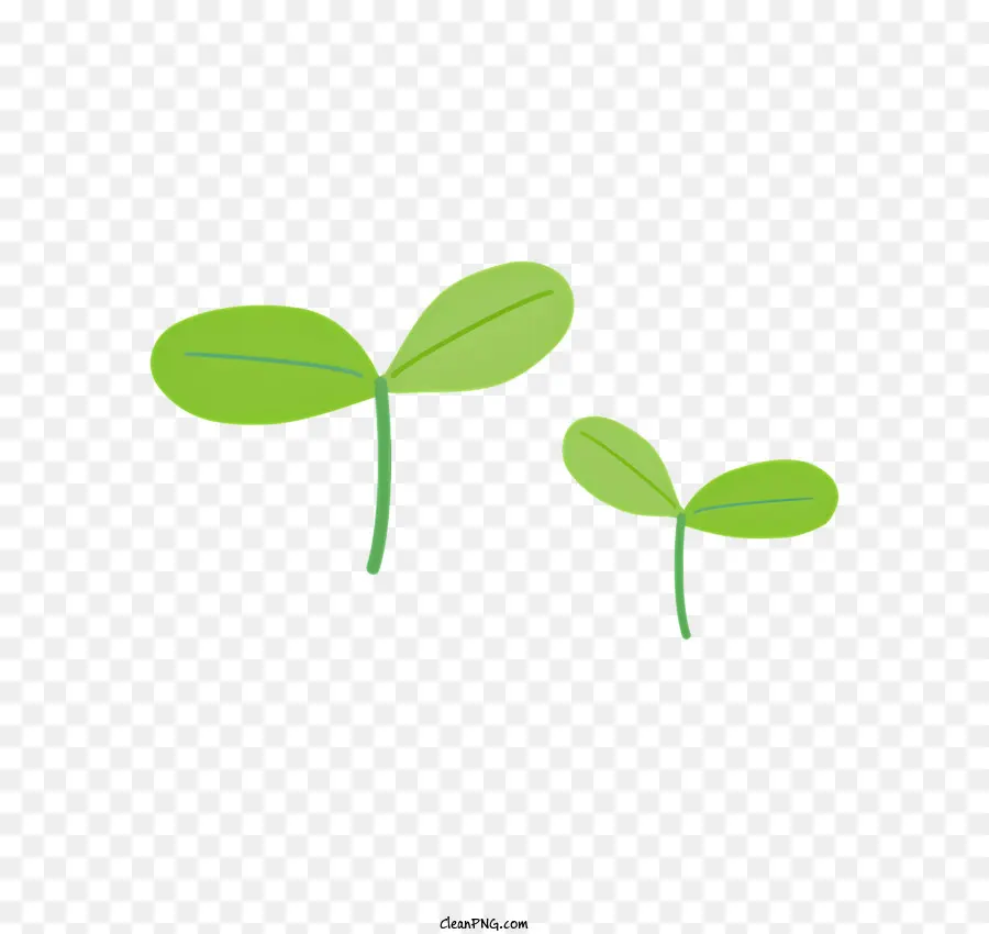 Sprout，Plantas Verdes PNG