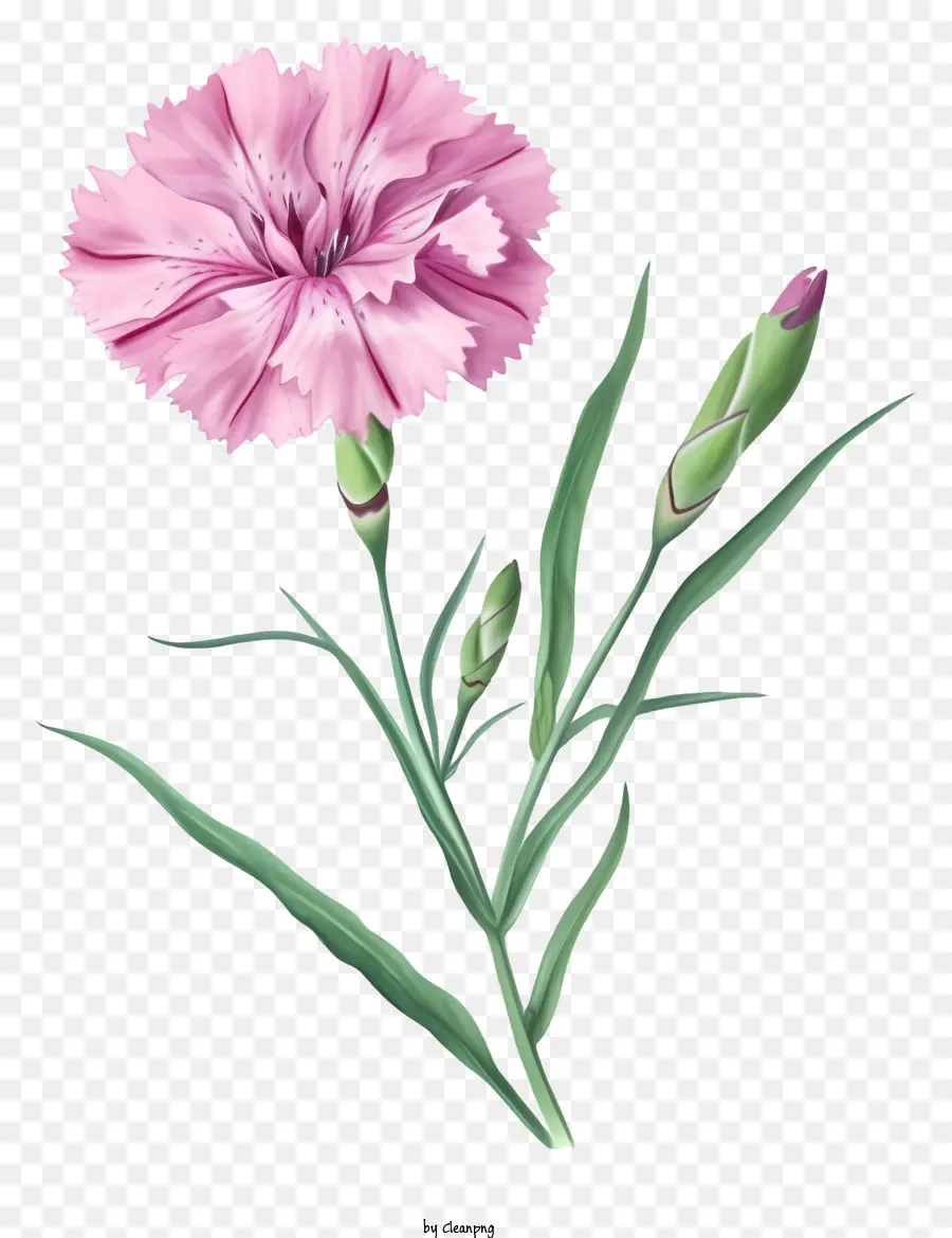 Flor De Dianthus Elegante E Elegante，Cravo Rosa PNG