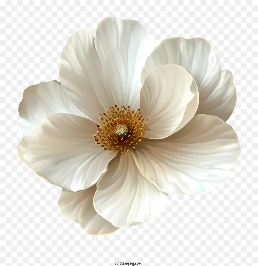 Fundo De Padrão Floral，Flor Branca PNG
