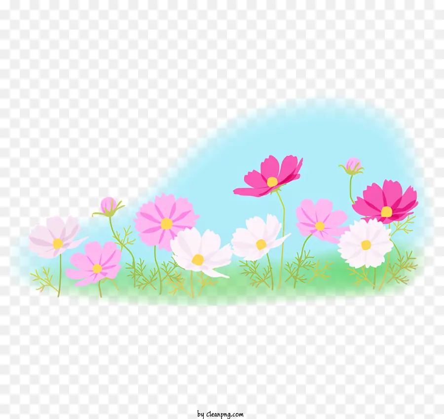 Cosmos Flor，Flores Coloridas PNG