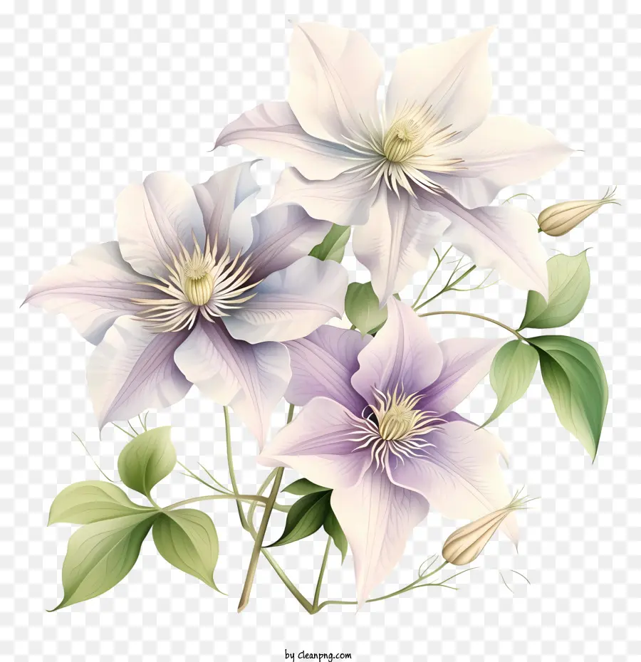 Elegante Clematis Flower Vector Draw Design，Clematis PNG