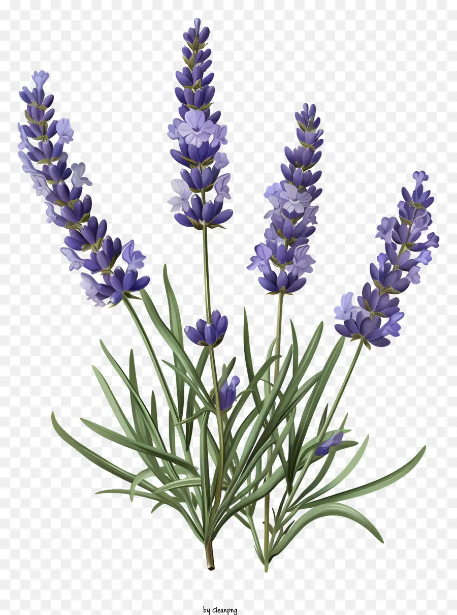 Lavanda，Planta De Lavanda PNG