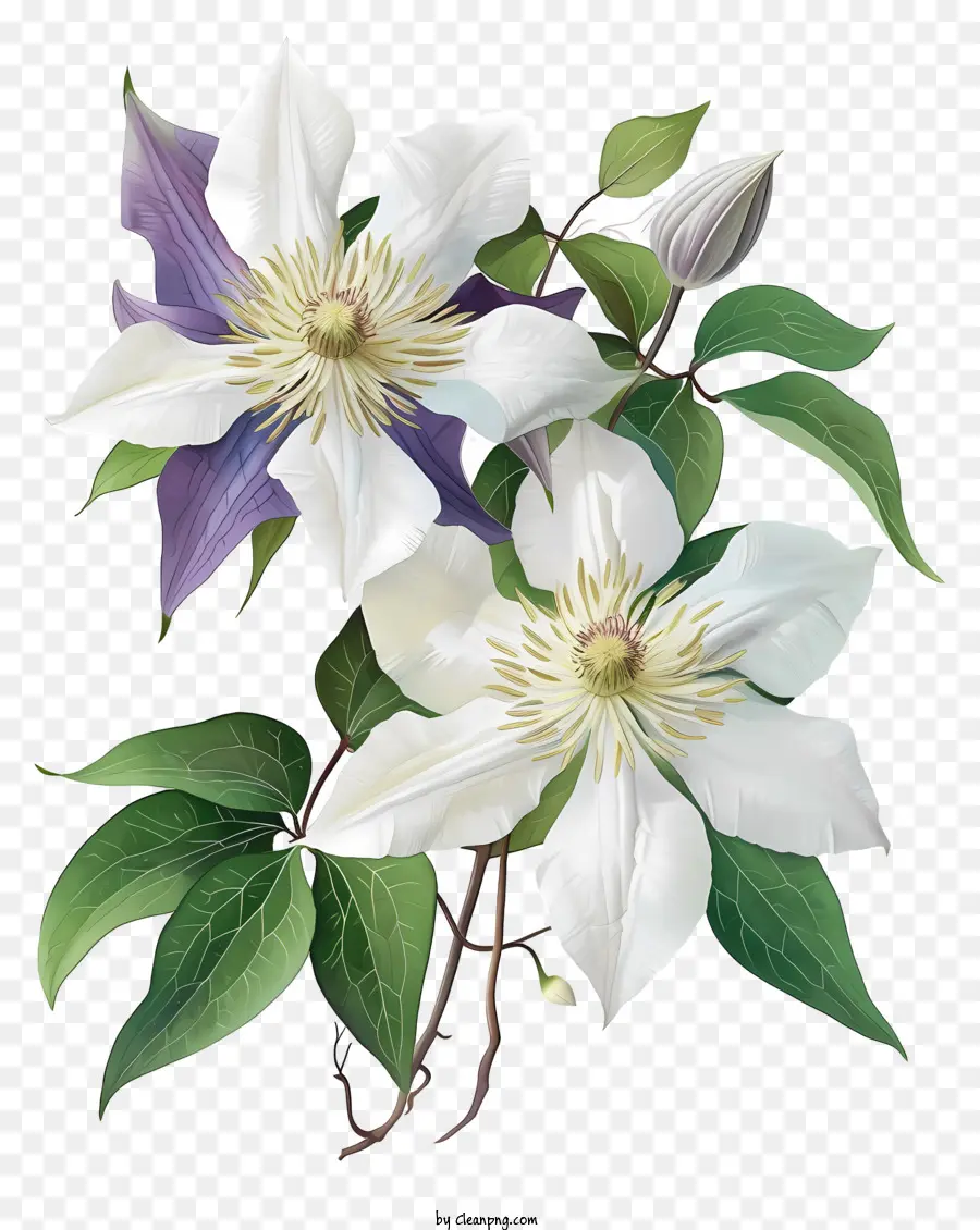 Ilustrações Detalhadas，Flor Elegante De Clematis PNG