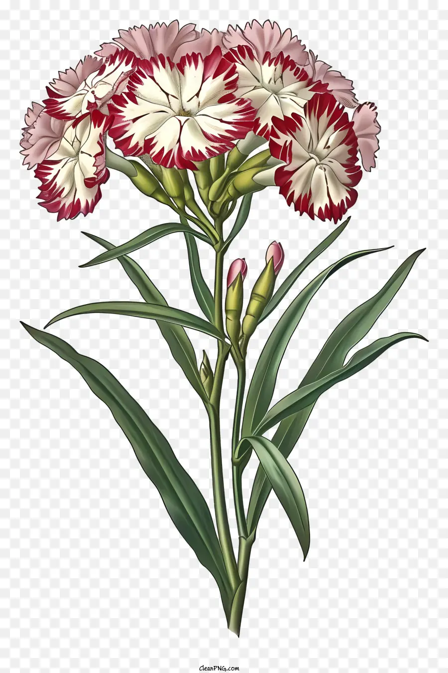 Ilustrações Detalhadas，Flor Elegante De Dianthus PNG