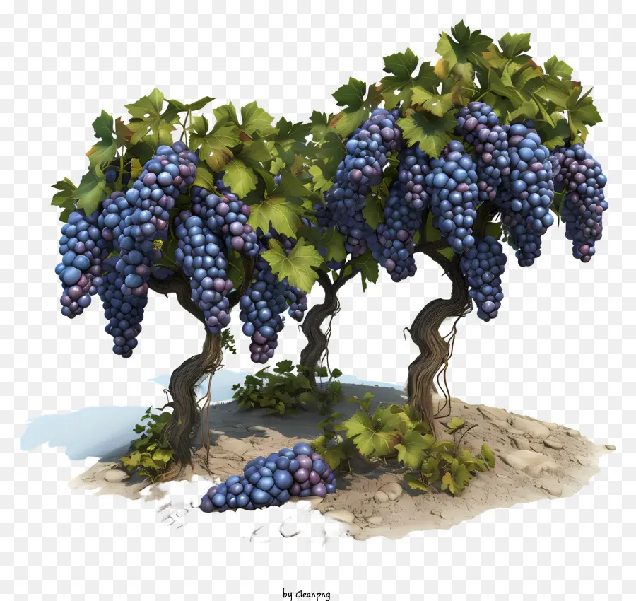 Grapes Farm，Uvas PNG