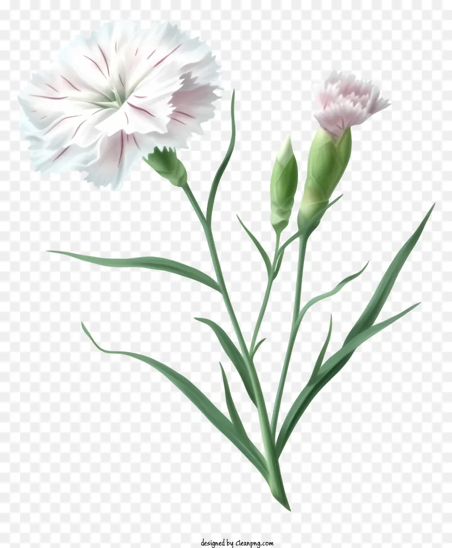 Icon Elegante De Flor Dianthus，Flor Cravo PNG