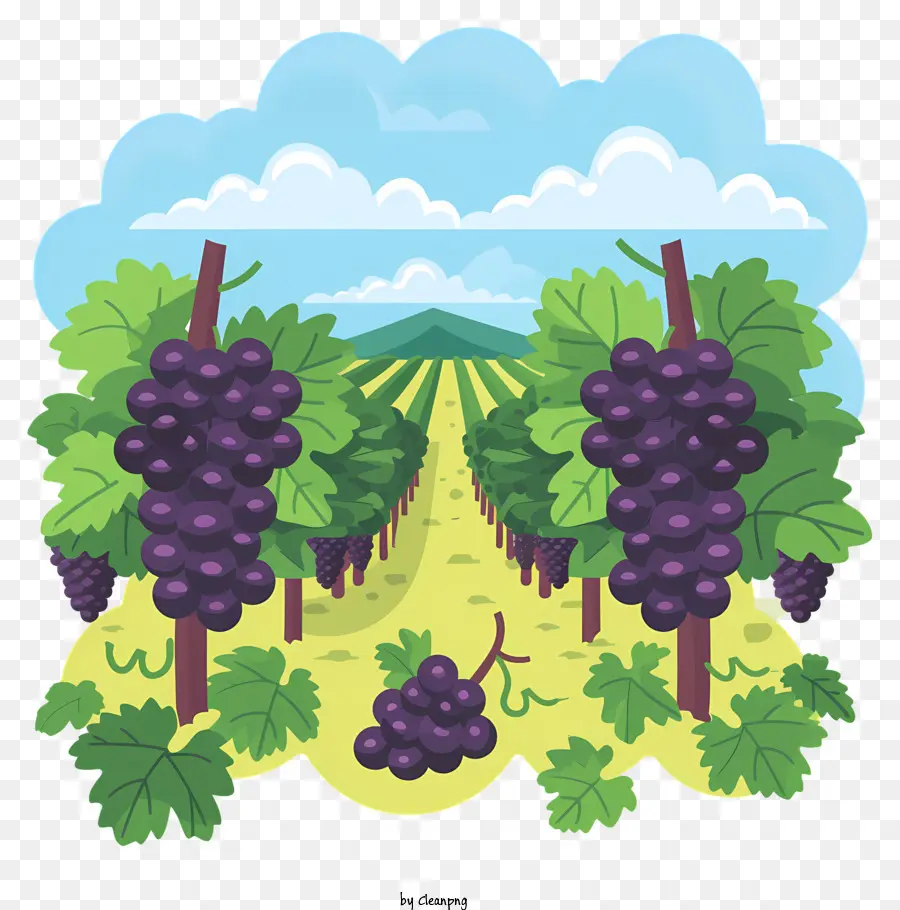 Grapes Farm，Vineyard PNG