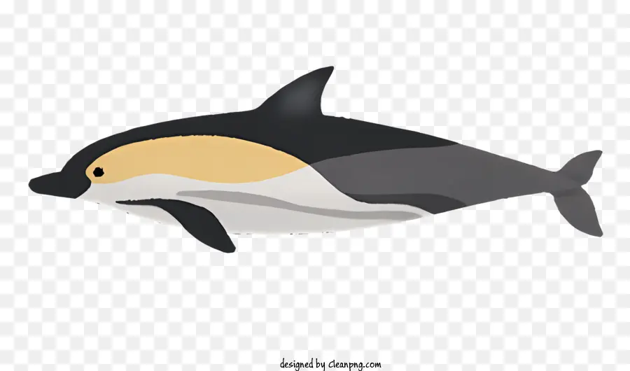 Dolphin，Corpo Cinza E Branco PNG