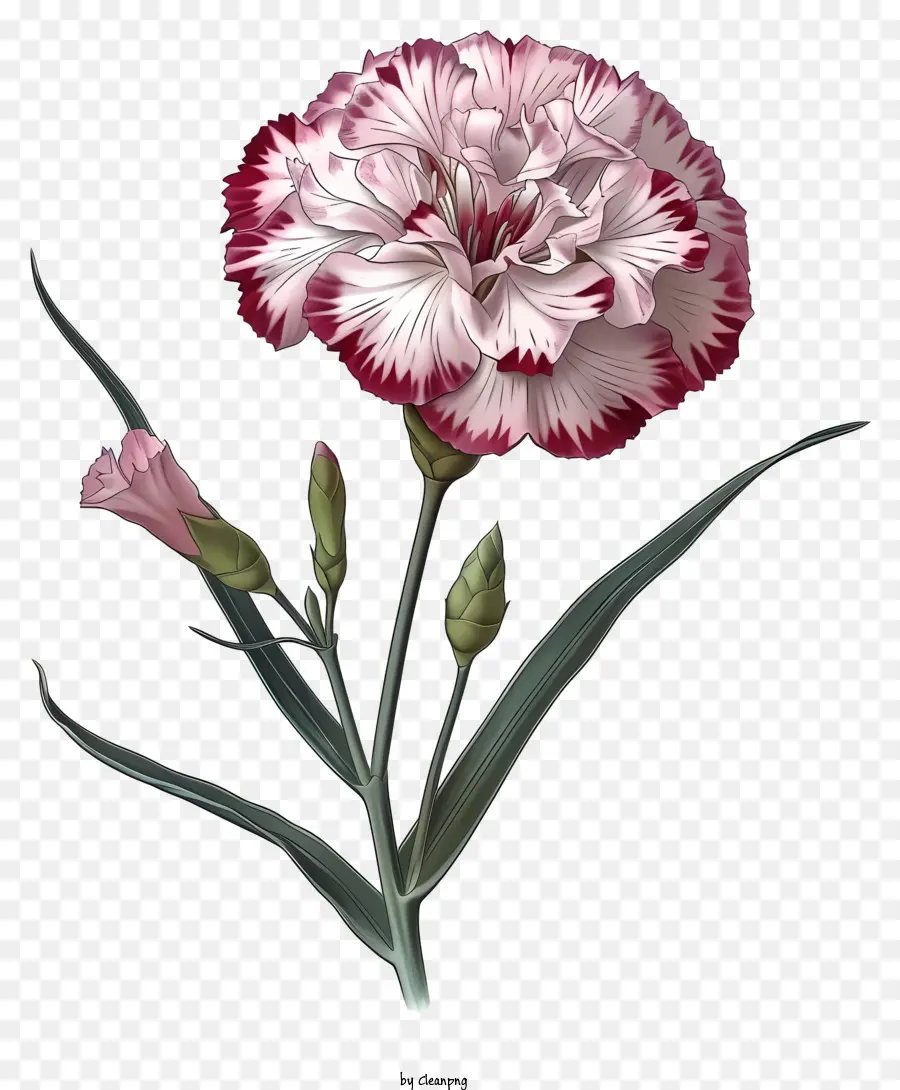 No Estilo Da Ilustração Romântica，Flor Elegante De Dianthus PNG