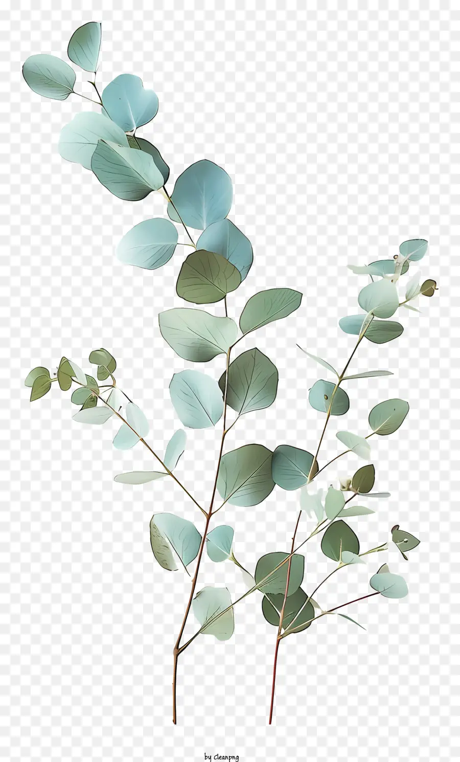 Eucalipto，Pequena Planta Verde PNG